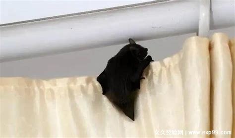 蝙蝠入家 房間莫名其妙有蚊子